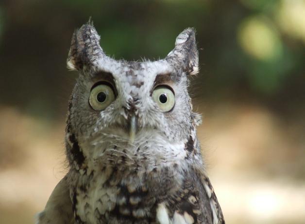 Eastern Screech Owl with its round yellow eyes looking particularly startled as it faces toward the viewer