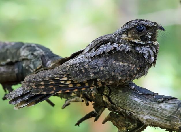 Eastern Whip-poor-will perched on branch
