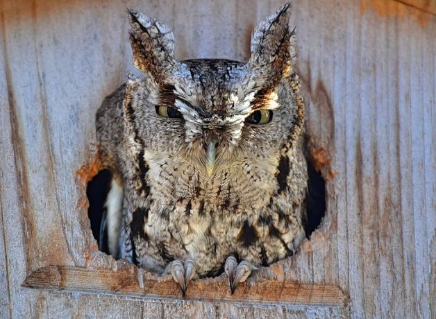 Eastern Screech Owl peering out of a wooden nest box