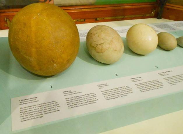 A display of eggs at the Natural History Museum, London, showing variation in size, the largest three are from left to right - elephant bird, moa, ostrich