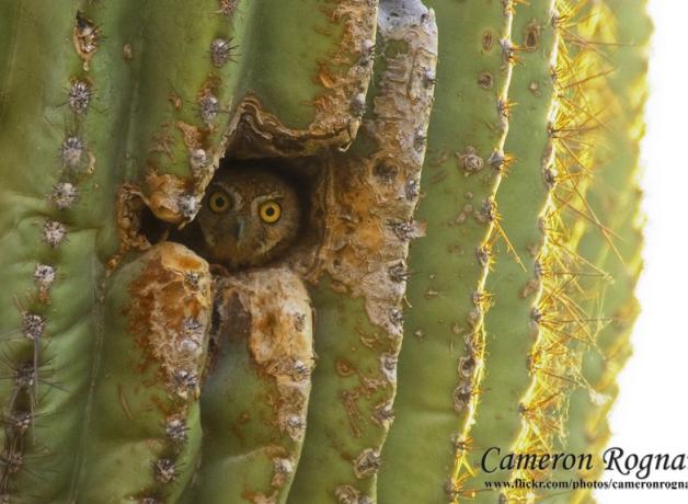 Elf Owl peeking out from cactus