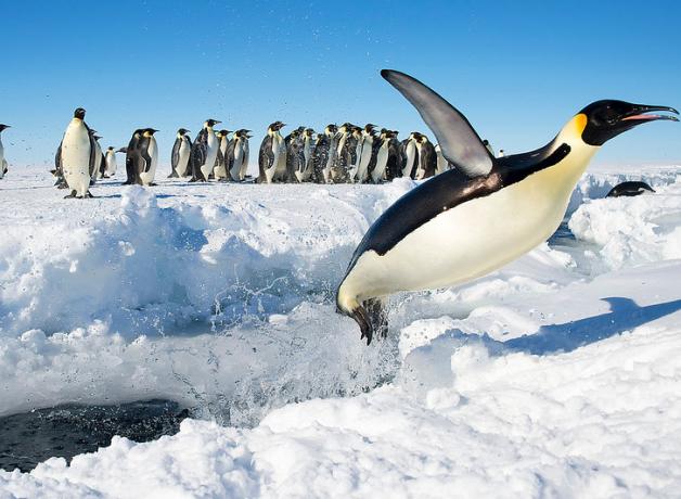 Emperor Penguins Launch From The Ocean | BirdNote