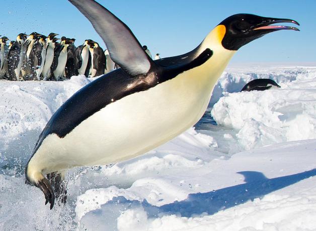 Emperor Penguin launches out of the water
