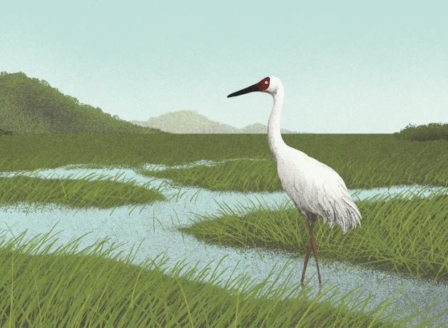 A Siberian Crane.