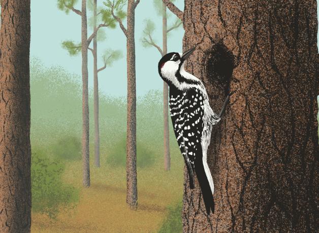 Two Red-cockaded Woodpeckers on the trunk of a tree.