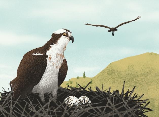 An Osprey in a nest, next to two eggs. Another Osprey flies away in the distance.