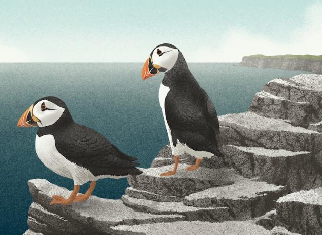 Two puffins looking out at sea.