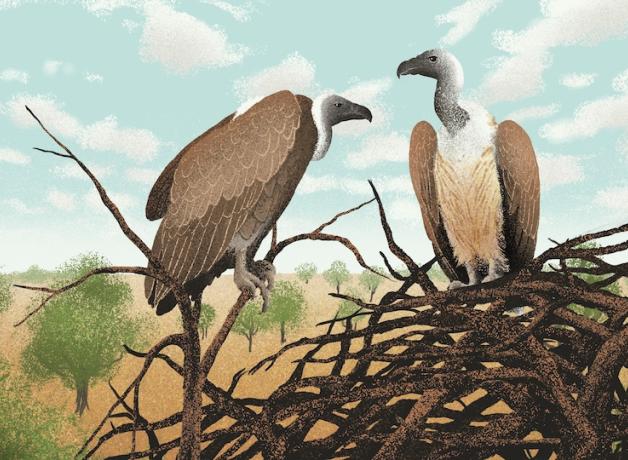 Two vultures on a pile of sticks.