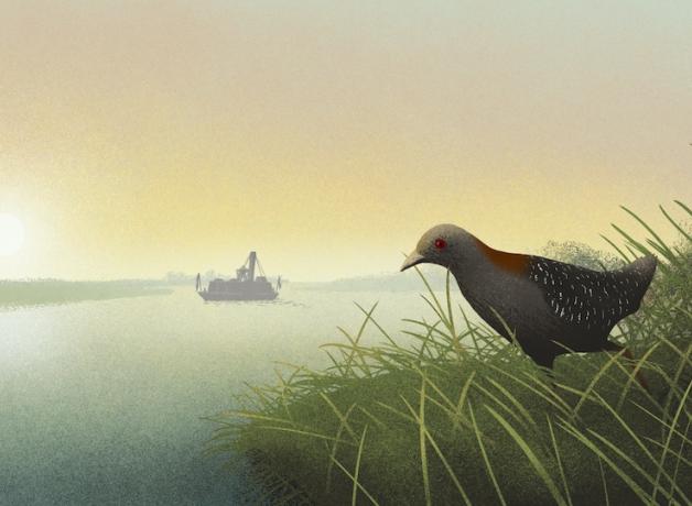 A Black Rail standing at the marsh edge.