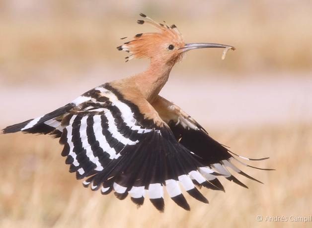 Eurasian Hoopoe in flight, carrying a grub in its beak