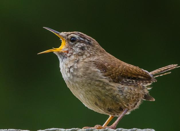 Eurasian Wren seen in left profile, beak open wide as it sings. This Eurasian wren shows the warm brown wing feathers and buff colored breast, and its short tail is tilted upward.