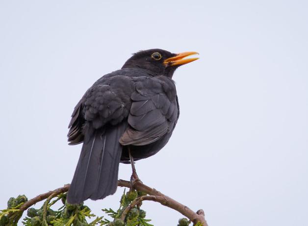 Eurasian Blackbird perched on a branch