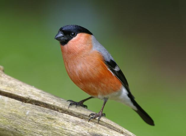 Eurasian Bullfinch, bright reddish orange breast contrasting with black on the wings, head and beak.