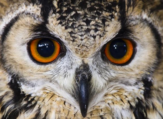 Eurasian Eagle-Owl