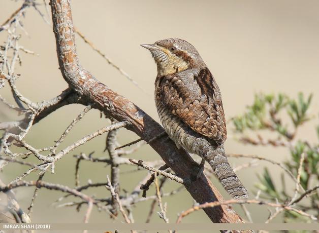 A Eurasian Wryneck perched on a branch