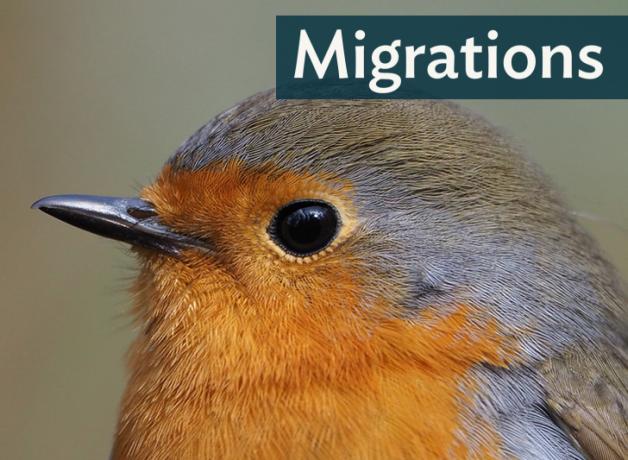 European Robin in closeup, dark shiny eye, and soft grey and light brown feathers shading to orange on breast.