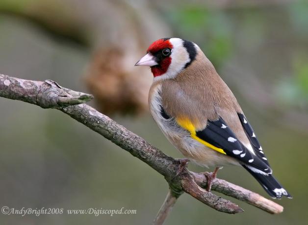European Goldfinch