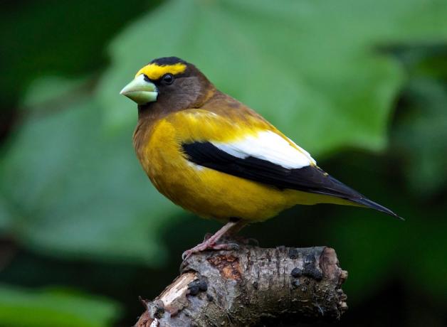 Mysterious Disappearance of Evening Grosbeaks | BirdNote