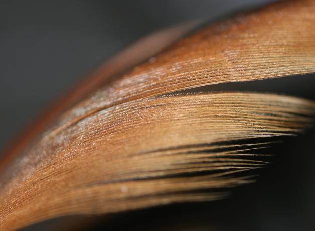 Una vista bien cercana de una pluma de color moreno