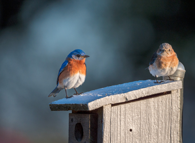 Two Eastern Bluebirds stand on top of a nest box