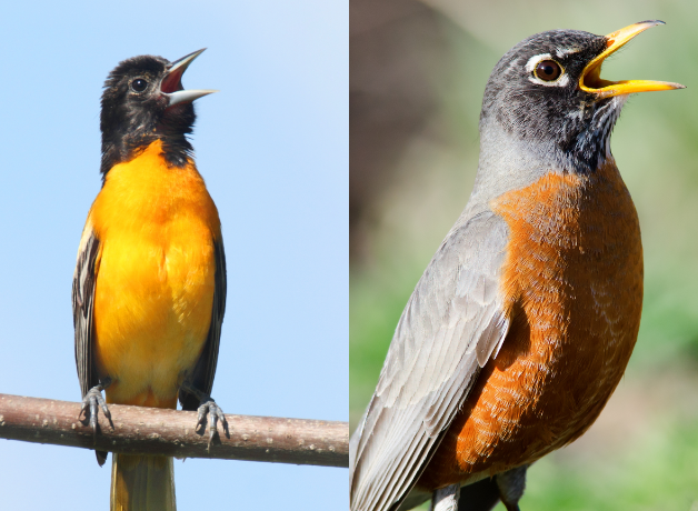 A side-by-side image of a Baltimore Oriole and an American Robin, both singing