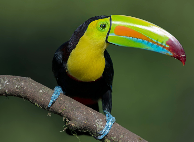 A Keel-billed Toucan faces to the right displaying a brightly colored bill.