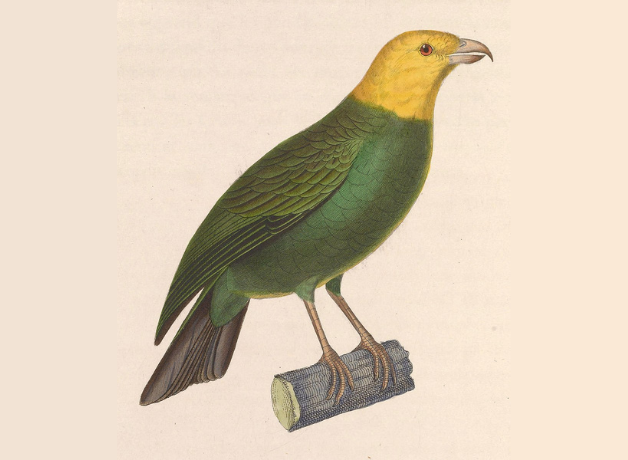 An illustration of a perched ‘Ō‘ū, with a yellow head and greenish body.