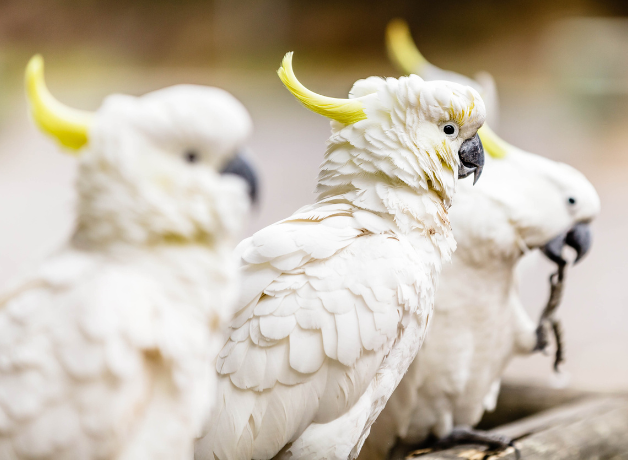 Closeup of three Sulphur-crested Cockatoos perched in a row