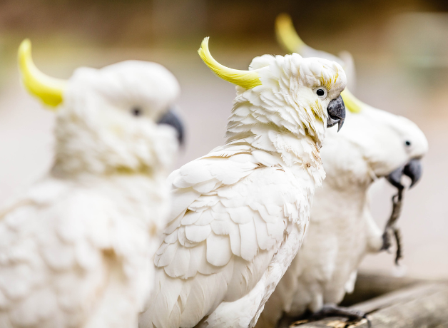 Cockatoos and People Trying to Outwit Each Other BirdNote