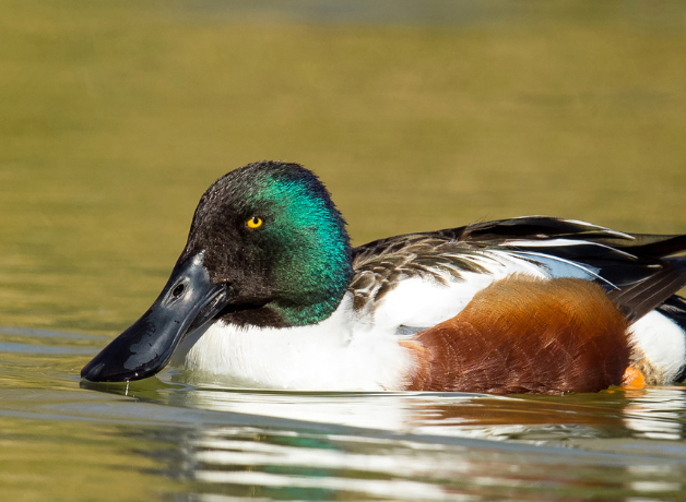 Northern Shoveler swims in water