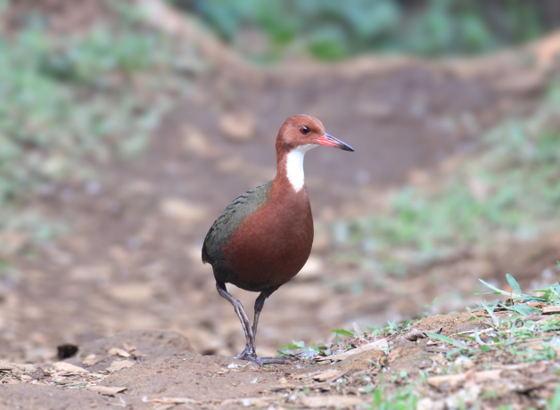 A White-throated Rail walking across the ground. The chicken-sized bird has a short bill, white throat, brown breast, and green back.