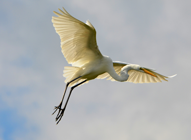 A Great Egret in flight