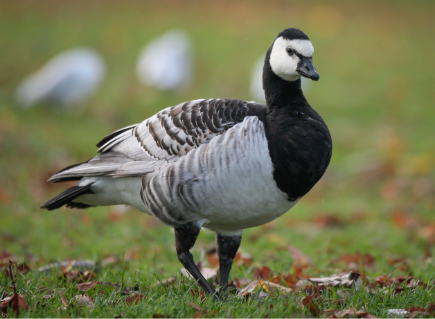 A Barnacle Goose standing in a green field. The bird has a white face and its body is black, white, and gray.