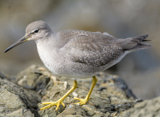 Closeup of Wandering Tattler standing on rocks, facing left