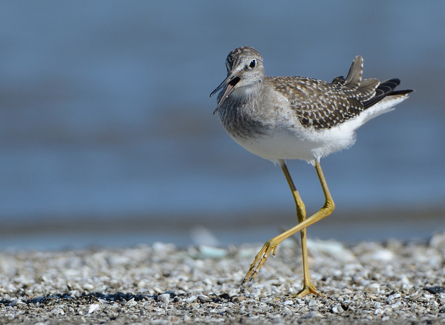 A Lesser Yellowlegs walks along a beach on a sunny day