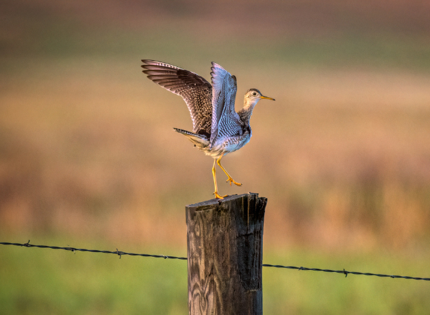 Upland Sandpiper stands on stump, perched on one leg with wings spread open