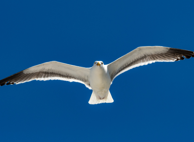 A Western Gull flying against a blue sky