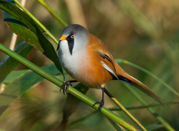 A Bearded Reedling sitting on a green reed stem. The bird has a grey face with bold black patches, a brown body, and long tail.