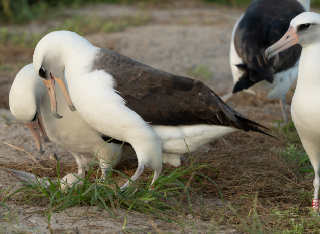 A pair of Laysan Albatross stand over an egg, two other Albatross seen in the background