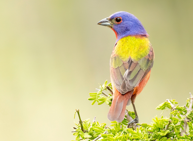A Painted Bunting perches with head turned to the left