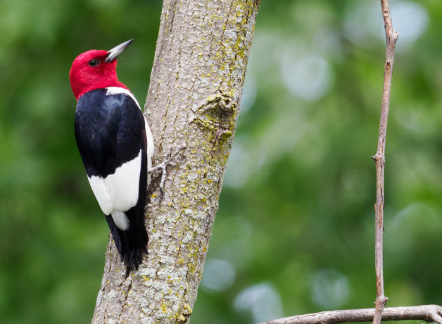 Red-headed woodpecker perches on a tree 