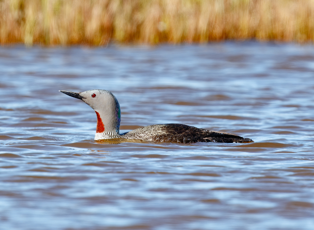 A Red-throated Loon swimming on a pond