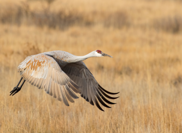A Sandhill Crane flaps its wings while flying low over a grassland
