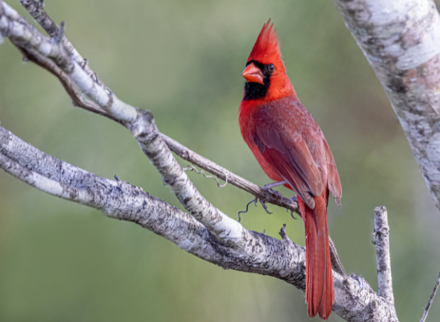 A male Northern Cardinal perches on a grey tree branch. The bird has red feathers, a black face patch, orange bill, and head crest.