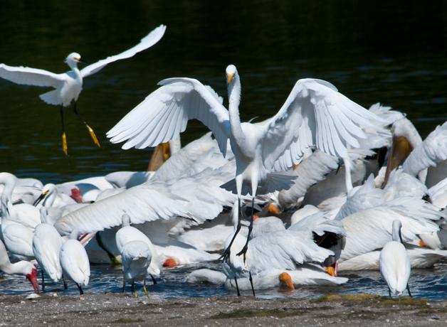 A large group of white egrets and ibises crowded together feeding at water's edge 