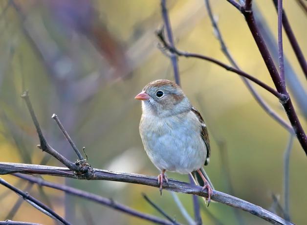 A Field Sparrow faces the viewer, head turned to its right, showing its pale beige front, brown wing edge, grey stripe across its forehead, pink beak and legs.