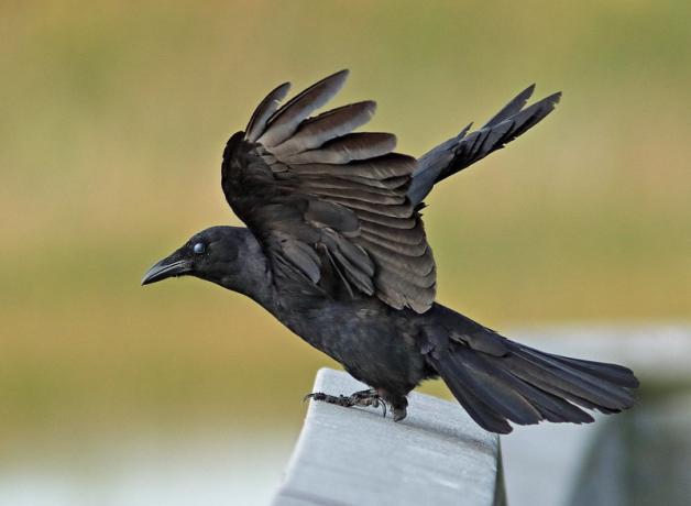 A Fish Crow with its wings raised while it stands on a railing