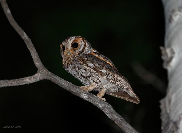 Flammulated Owl perched in tree at night