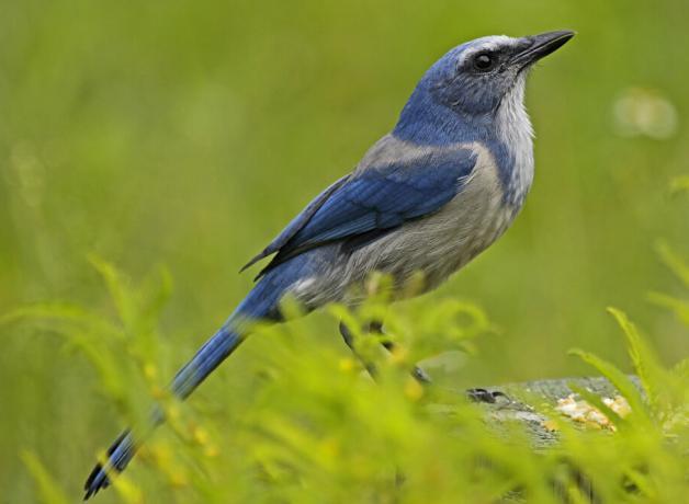 Florida Scrub Jay