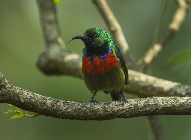 A small bird with bright green and red iridescent plumage and a long narrow downward-curving black bill sits on a branch.